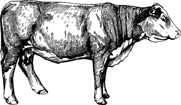 vector cows graphics illustration farm animals Hereford calf