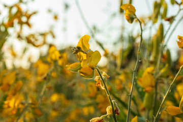 Sunn hemp  Indian hemp  Crotalaria juncea or Pummelo field is a beautiful yellow flower in  fields.