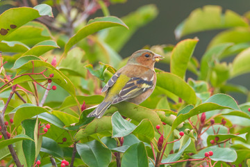 Common chaffinch enjoying food