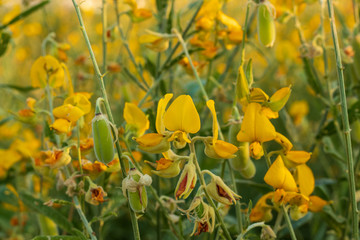 Sunn hemp  Indian hemp  Crotalaria juncea or Pummelo field is a beautiful yellow flower in  fields.