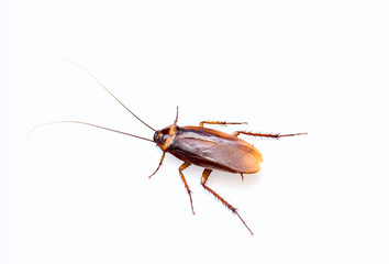 a cockroach on white background