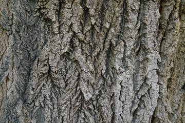 dry tree bark texture and background, nature concept