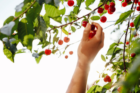 Hand picking a sweet cherry fruit from a tree with backlight sunlight during late afternoon