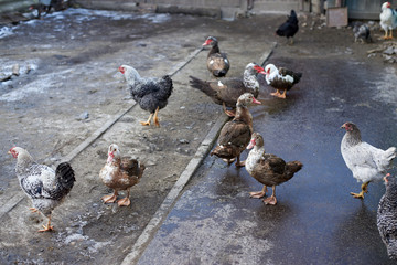 Musk ducks and hens walk across the poultry yard.