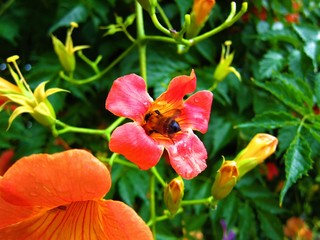 花の蜜を吸う蜂