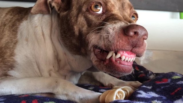 Dog Brown and white ferocious fangs visible long pointed scary.	