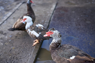Musk ducks walk across the poultry yard.