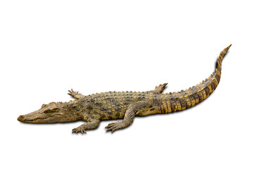 Freshwater crocodile Thai Species or Siamese crocodile  isolated on white background with clipping path.