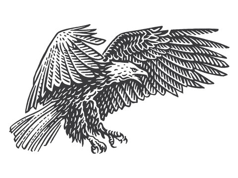Bald eagle soaring in air  monochrome illustration. Isolated, vector. 