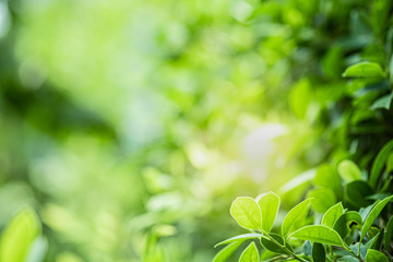 Fototapeta na wymiar Closeup beautiful view of nature green leaves on blurred greenery tree background with sunlight in public garden park. It is landscape ecology and copy space for wallpaper and backdrop.