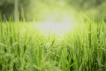 Closeup beautiful view of nature green leaves on blurred greenery tree background with sunlight in public garden park. It is landscape ecology and copy space for wallpaper and backdrop.
