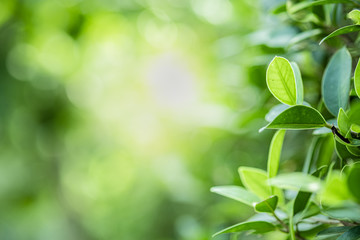 Fototapeta premium Closeup beautiful view of nature green leaves on blurred greenery tree background with sunlight in public garden park. It is landscape ecology and copy space for wallpaper and backdrop.