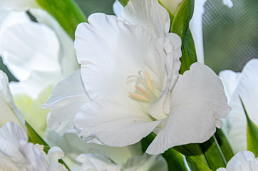 Fototapeta na wymiar White Gladiolus imbricatus flower, close up.