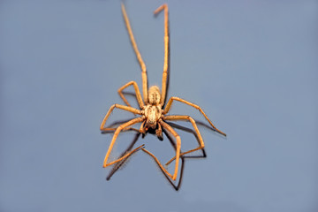 spider on blue background, stockholm, sweden, sverige
