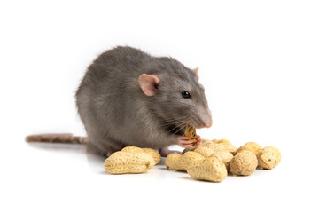 A charming dumbo rat on a white isolated background eats peanut. The symbol of 2020. Chinese New Year.