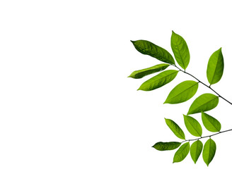 Green leaves isolated on a white background .