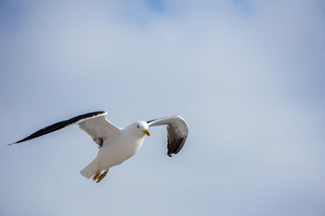 a seagull flies in nice weather