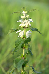 Lamium album, commonly called white nettle or white dead-nettle is a flowering plant in the family Lamiaceae. White dead-nettle, Lamium album, weed blooming close-up, selective focus.