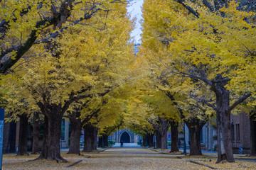 Naklejka premium Autumn Gingko in The University of Tokyo