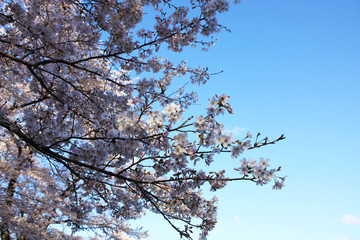 桜（ソメイヨシノ）
