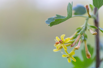 Ribes aureum (yellow currant, clove currant, pruterberry and buffalo currant) yellow flowers on a bush in early spring. honey plant Ribes aureum.