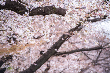 Cherry blossoms in full bloom Ueno Park