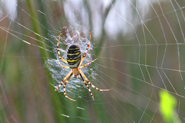 Araignée, Argiope