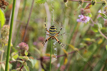 Araignée, Argiope