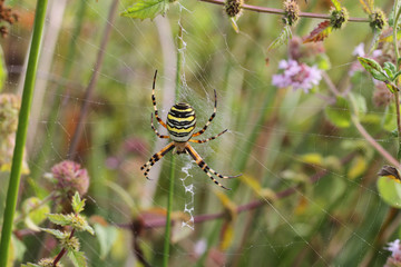 Araignée, Argiope