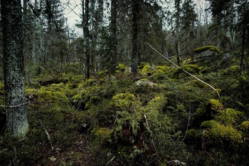 trees in forest