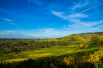 Fototapeta na wymiar Germany, Beautiful colorful vineyards and forested kappelberg mountain in autumn season with blue sky next to fellbach and stuttgart