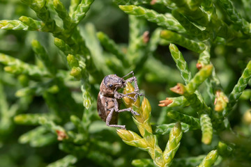 Pantomorus cervinus Fuller's rose beetle on a ceder branch closeup macro, blurred background