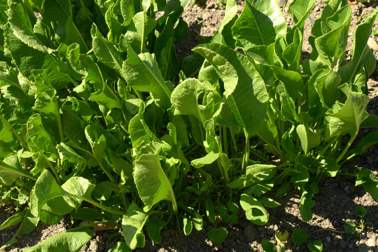 armoracia rusticana leaves in brown soil, green and fresh foliage of the horseradish plant in spring sun