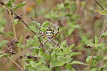 Araignée, Argiope