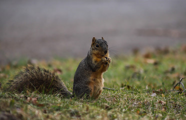 Indiana fox squirrel eating while standing up in the grass