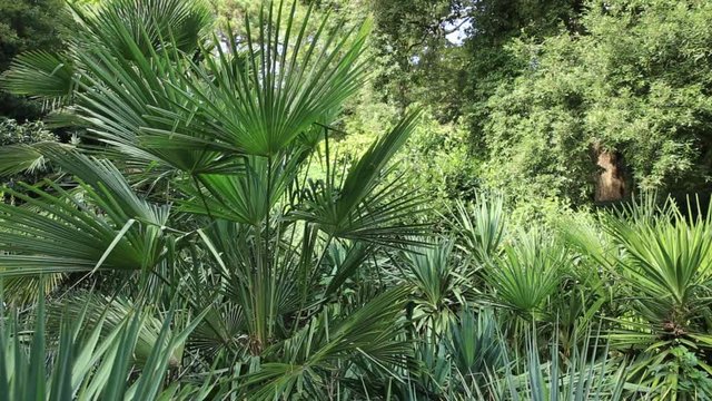 Chamaerops humilis, variously called European fan palm or the Mediterranean dwarf palm.