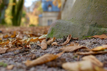 braune herbstblätter auf dem boden vor stein mit verschwommenem Gebäude im Hintergrund bodenperspektive