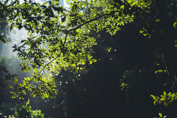 Nature, fog and trees in the morning