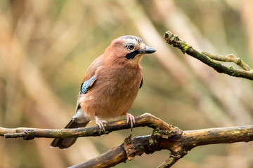Jay perched on a branch looking right