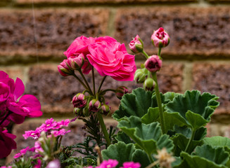 OLYMPUS DIGITAL CAMERA - BASKETS