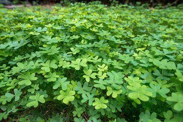 Shamrocks X