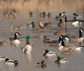Mallard flapping