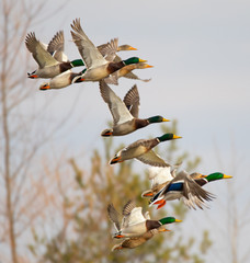 Ducks flying