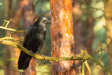 Carrion Crow (Corvus corone) on a branch