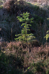 Scottish fir tree