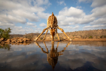 Giraffe beding over to drink from a pool © Peter van Dam