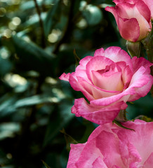 Beautiful tender roses on a dark green blurry background. Greeting card for Valentine's Day. Switzerland, Estavayer-Le-Lac. Roseraie Thérèse Meyer.