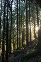 Fototapeta premium morning in the forest