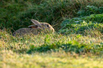 Wild rabbit in the grass