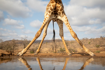 View of the bottom part of a giraffe
